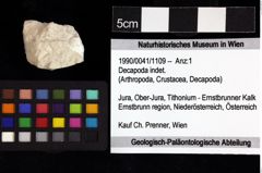 Foto (Objket + Etiketten) von Decapoda indet. 